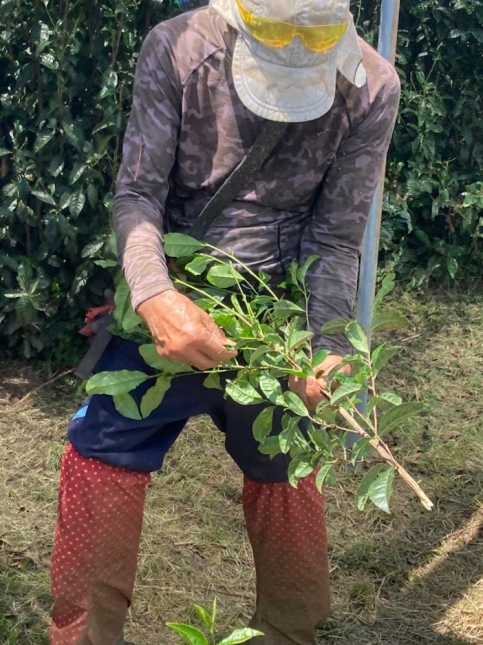 お茶摘み 体験 